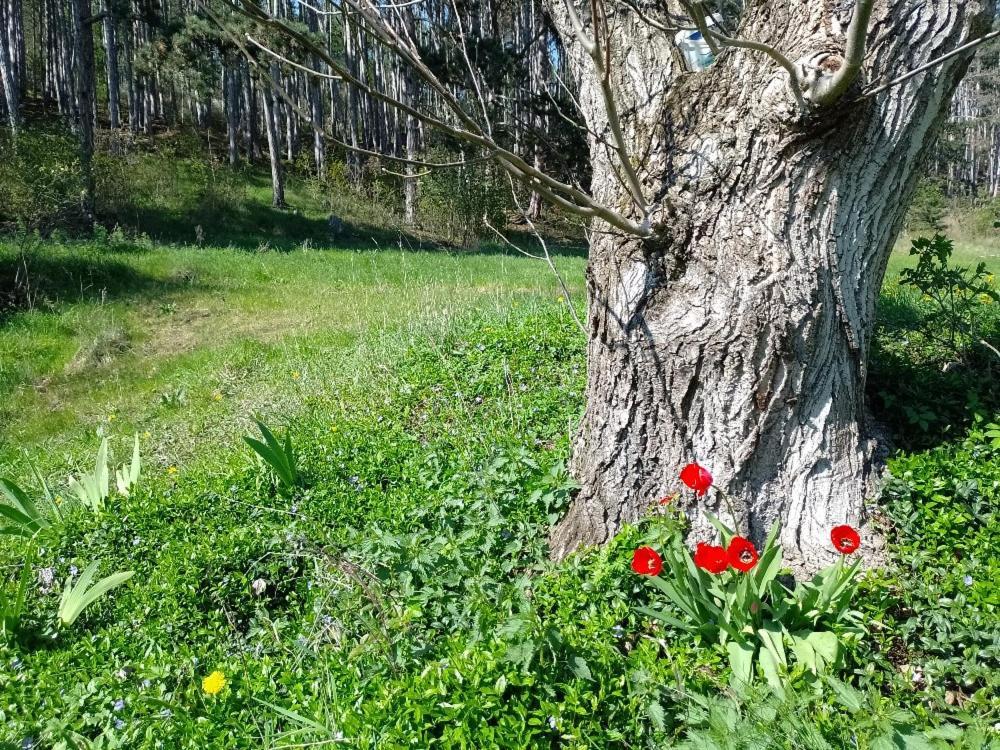 Penzion Litohlavy 17 - Na Samote U Lesa Králŭv Dvŭr Buitenkant foto